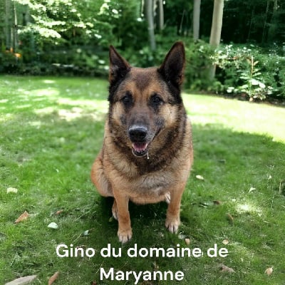 Étalon Berger Belge - Gino Du domaine de maryanne