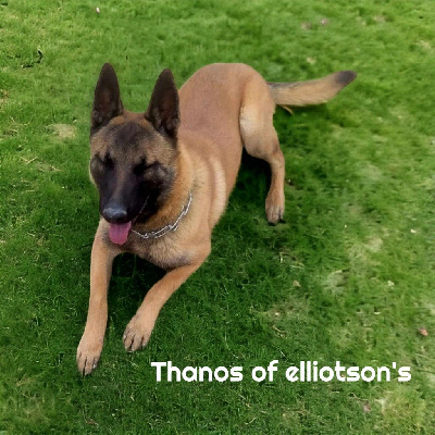 Étalon Berger Belge - Thanos of elliotson's