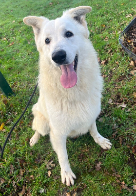 Étalon Berger Blanc Suisse - Tonalite grecque by ares des vents d’océan