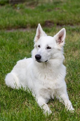 Étalon Berger Blanc Suisse - Satie De La Vallée D'heden