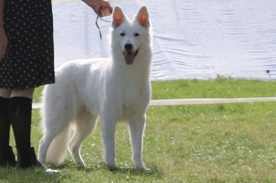 Étalon Berger Blanc Suisse - CH. Tafta de l'ange Gardien de Faujus