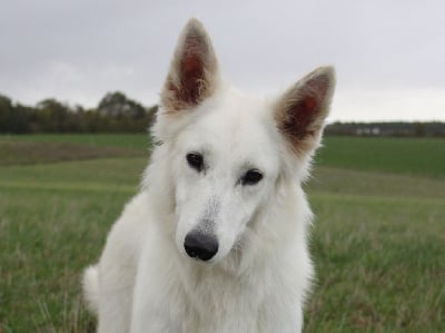 Étalon Berger Blanc Suisse - Sikery du Domaine de Nox'well