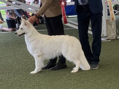 Étalon Berger Blanc Suisse - CH. Perle d'ivoire Des Blancs De Souilly