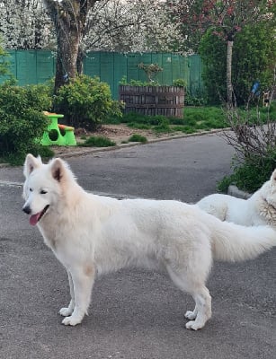 Étalon Berger Blanc Suisse - Tsuki (Sans Affixe)