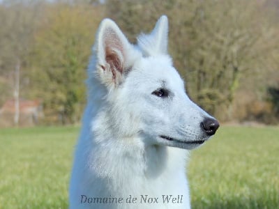 Étalon Berger Blanc Suisse - Tesla Des Loups Ariegeois