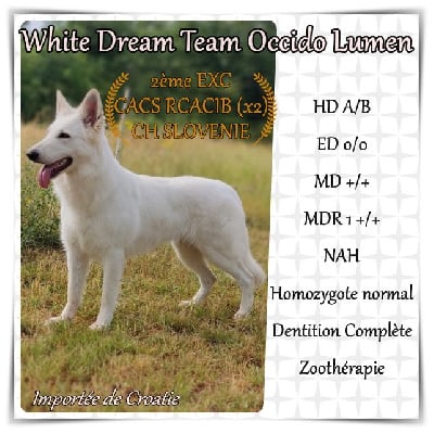 Étalon Berger Blanc Suisse - white dream team Occido lumen