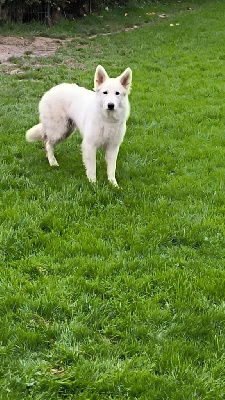 Étalon Berger Blanc Suisse - Queen of tanja from white speed