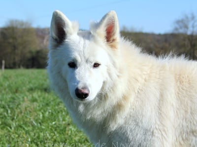 Étalon Berger Blanc Suisse - Paradize de Kertanhyys