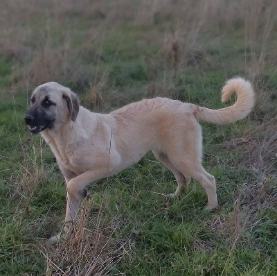 Étalon Berger Kangal - Uza-savana du Domaine de Sara