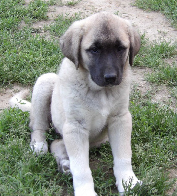 Étalon Berger Kangal - Rita-olia du Domaine de Sara