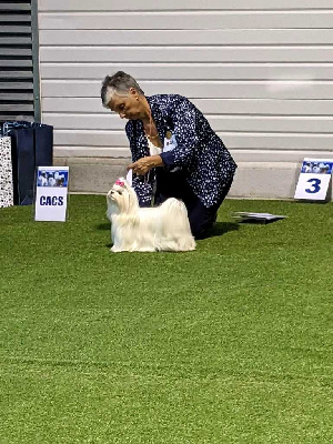 Étalon Bichon maltais - Ti-amo baby rose de L'Adoree Peneloppe