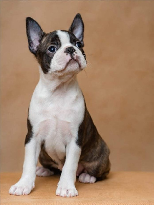 Étalon Boston Terrier - Poker face for chan chue (Sans Affixe)