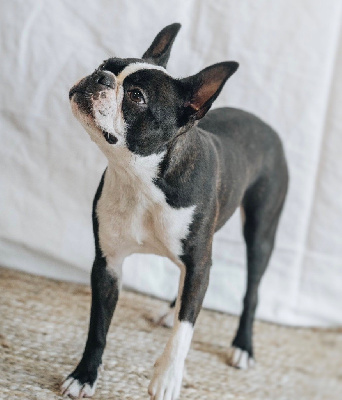 Étalon Boston Terrier - T'as lent tueuse dit taiga Des Ours Gris