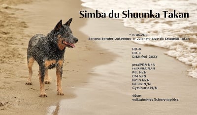 Étalon Bouvier australien - Simba du Shuunka Takan