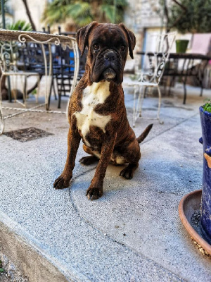 Étalon Boxer - Roca de l'albera Boxer Brezhoneg