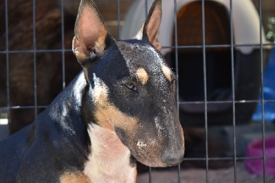 Étalon Bull Terrier Miniature - Spirit Of Liberty Springle