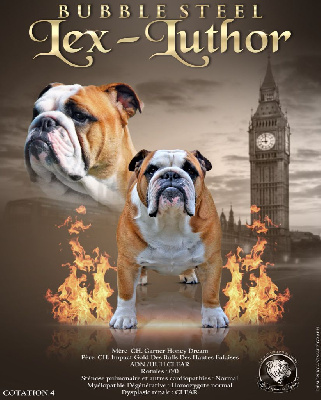 Étalon Bulldog Anglais - Bubble Steel Lex-luthor
