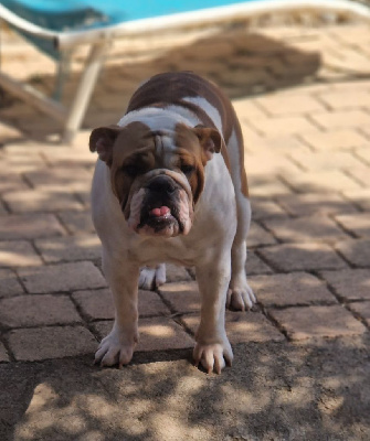 Étalon Bulldog Anglais - Sarah Bulls Du Griffon