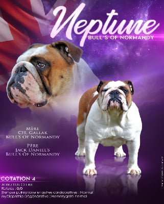 Étalon Bulldog Anglais - Bull's of Normandy Neptune