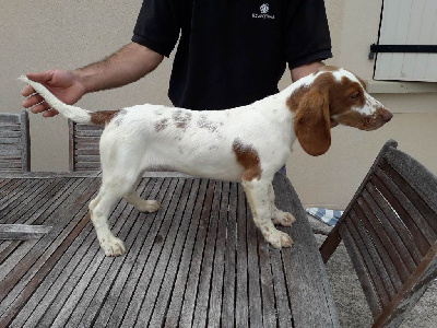 Étalon Chien d'Oysel allemand - Teorema Des Marais De L'Essonne