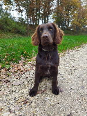 Étalon Chien d'Oysel allemand - Topaze du haut de Koeking