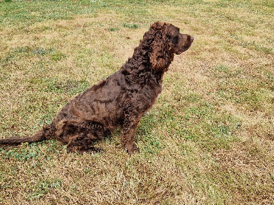 Étalon Chien d'Oysel allemand - Panzer By The Riverside