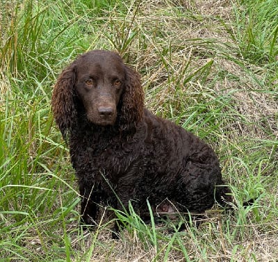 Étalon Chien d'eau americain - little brownies Paris