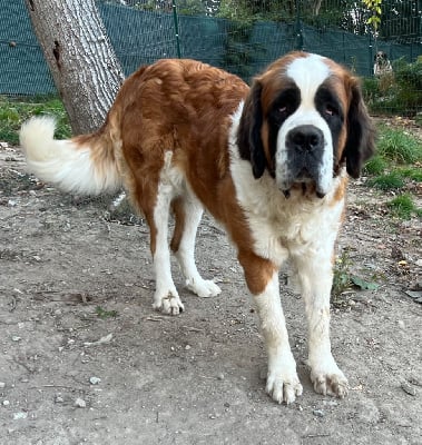 Étalon Chien du Saint-Bernard - Syona (Sans Affixe)