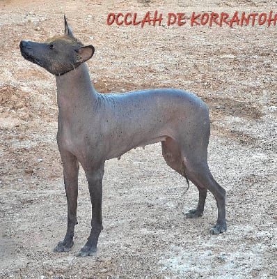 Étalon Chien nu du Perou - Occlah De korrantoh