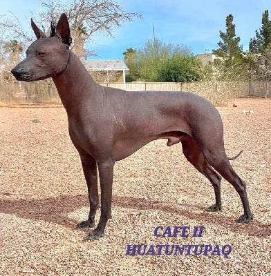 Étalon Chien nu du Perou - CH. Cafe || huatuntupaq