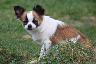 Étalon Chihuahua - Sultan de la fratrerie d half