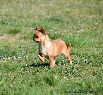 Étalon Chihuahua - Shana des Mille et une Patte