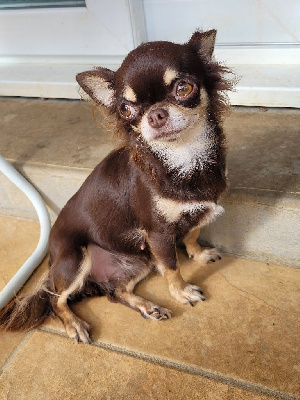 Étalon Chihuahua - Shelby (Sans Affixe)