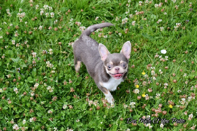 Étalon Chihuahua - sorajama Shéjla