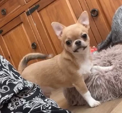 Étalon Chihuahua - T'choupi des Mille et une Patte