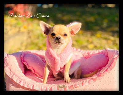 Étalon Chihuahua - Ursula bella Des Pachas Des Cimes