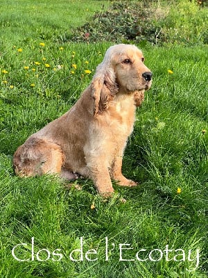 Étalon Cocker Spaniel Anglais - Selune Du Clos De L'Ecotay