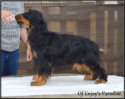 Étalon Cocker Spaniel Anglais - Stormy De La Paume Doree O Jolicroc