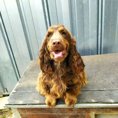 Étalon Cocker Spaniel Anglais - Sterenn du domaine de kerjonc