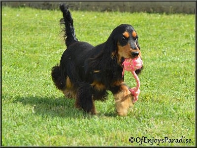 Étalon Cocker Spaniel Anglais - Tasha dite bella De La Paume Doree O Jolicroc