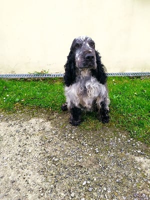 Étalon Cocker Spaniel Anglais - Oabl steredennek du lac d'Episy