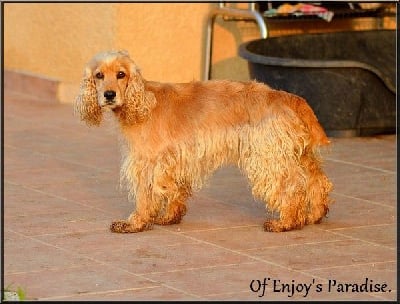 Étalon Cocker Spaniel Anglais - Ray off hope dite hope De La Paume Doree O Jolicroc