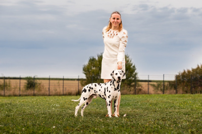 Étalon Dalmatien - CH. Royally perfect Of A Majestic Spotted White