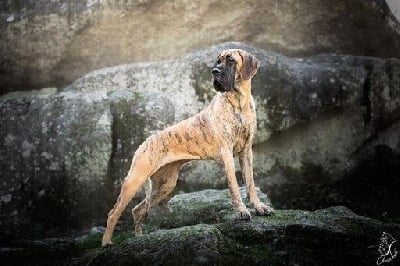 Étalon Dogue allemand - Promesse de java Du Mont De L'Amour D'Hatea