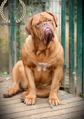 Étalon Dogue de Bordeaux - Legendarivs Canis Talion law