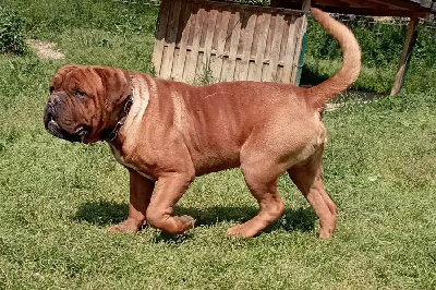 Étalon Dogue de Bordeaux - Gersham family advocate