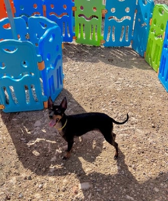 Étalon English Toy Terrier - Symphonie fantastique Of tall and small