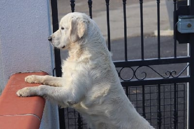 Étalon Golden Retriever - Soyouz De La Côte Des Hortensias