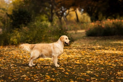 Étalon Golden Retriever - CH. Gold Heaven Soirée clandestine