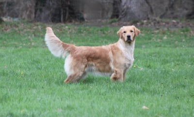 Étalon Golden Retriever - Senorita de belloza Des Cents Dorés